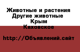 Животные и растения Другие животные. Крым,Каховское